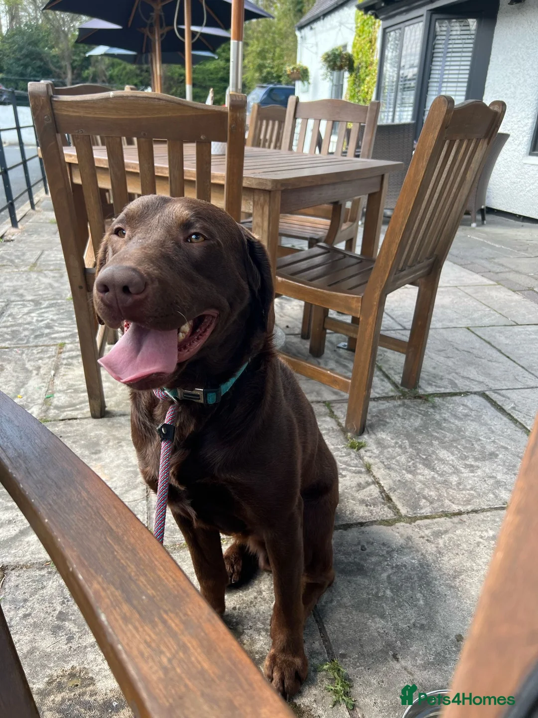 Labrador Retriever dogs for stud: KC REGISTERED LABRADOR STUD  - Advert 1