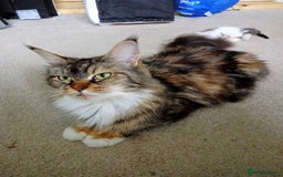 Mixed Breed cats for sale: Beautiful mixed Maine Coon kittens  - Image 9