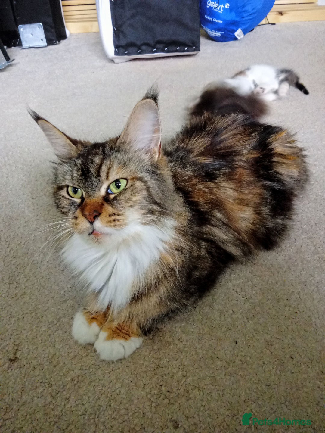 Mixed Breed cats for sale: Beautiful mixed Maine Coon kittens  - Image 9