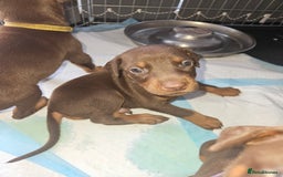 Dobermann dogs for sale: Dobermans available  - Image 7