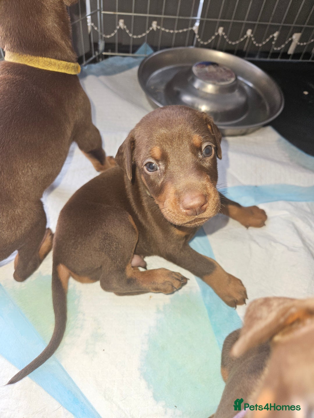 Dobermann dogs for sale: Dobermans available  - Image 7