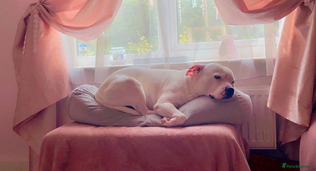 Staffordshire Bull Terrier dogs for sale: Staffy - Advert 2