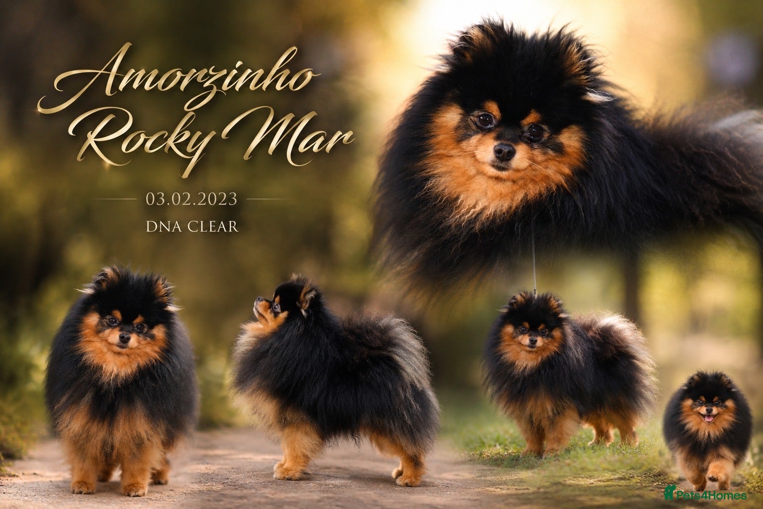 Pomeranian dogs RKC DNA MINIATURE SHORT MUZZLE DOUBLE COAT POMS - Advert 13