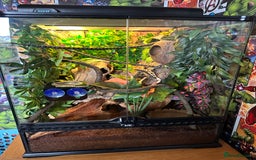 Gecko reptiles for sale: Beautiful Crested Gecko - Image 8