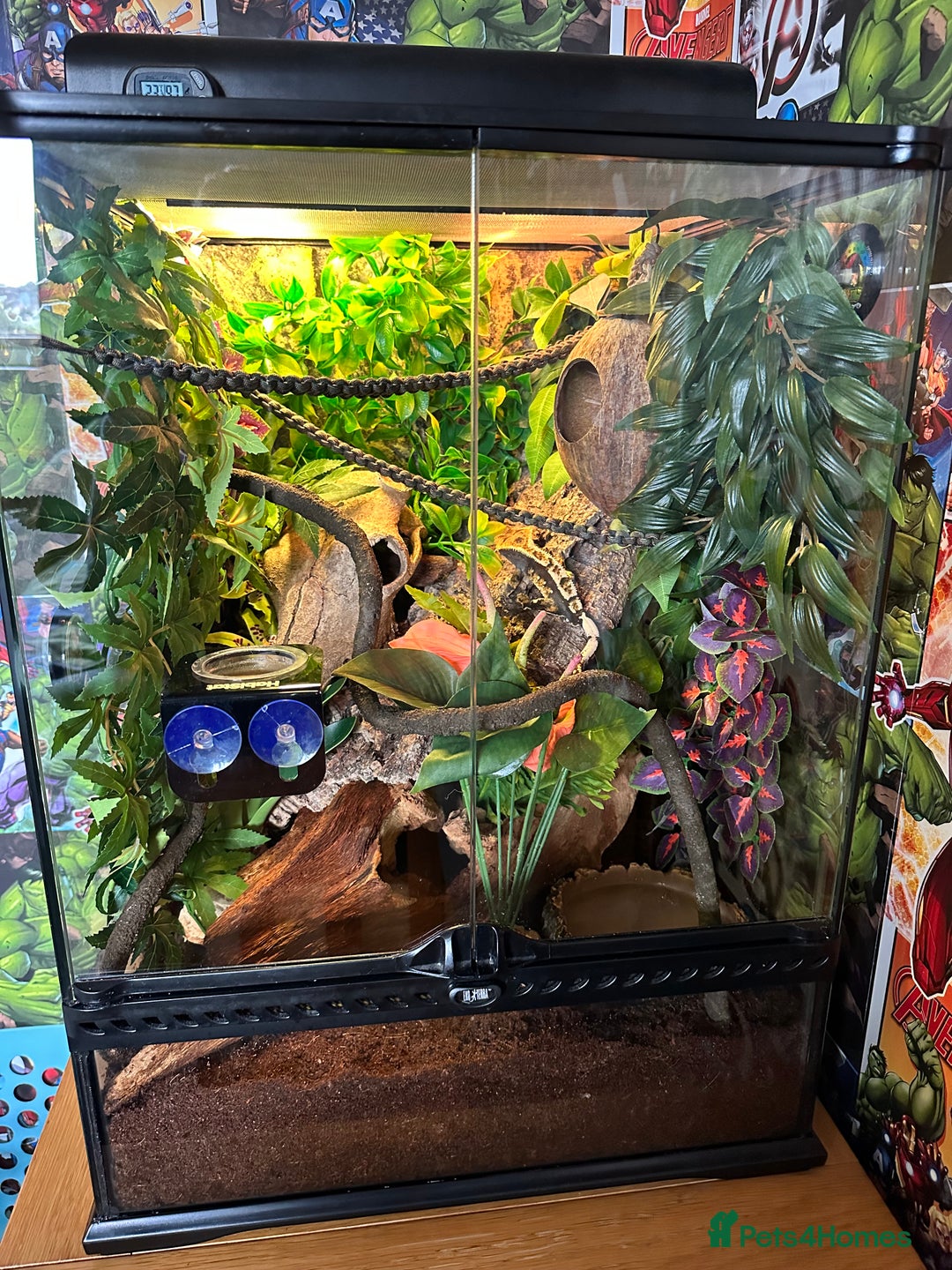 Gecko reptiles for sale: Beautiful Crested Gecko - Image 8
