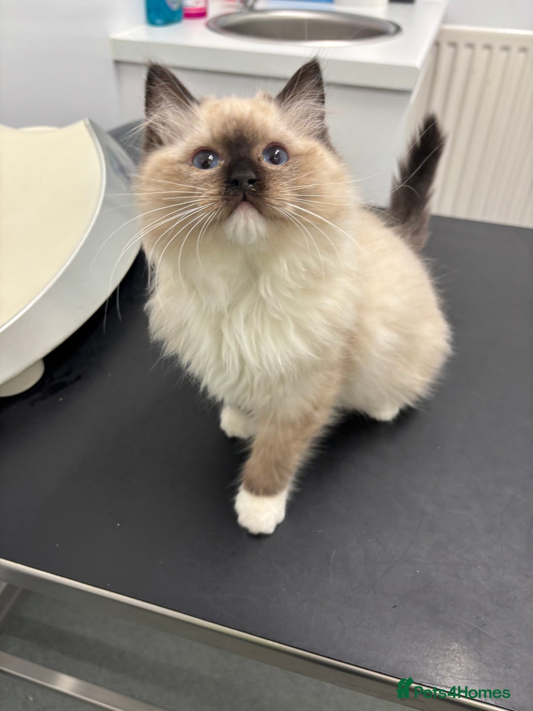 Ragdoll cats for sale: Stunning seal colourpoint boy gccf registered  - Advert 18