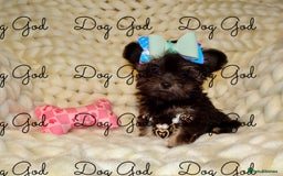 Mixed Breed dogs for sale: Exquisite Maltese X Chihuahua F1 Malchi Puppy - Image 9