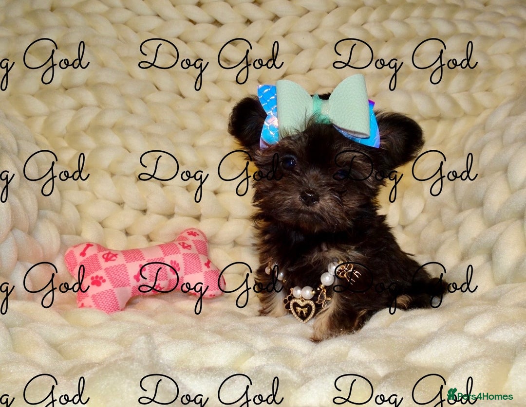 Mixed Breed dogs for sale: Exquisite Maltese X Chihuahua F1 Malchi Puppy - Image 9