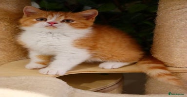 British Shorthair cats in Feltham - Advert 15