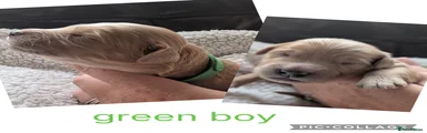 Green collar Mini Goldendoodle 5