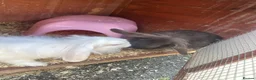Mini Lop rabbits for sale: 2 Young Lop Bunnies in Newcastle upon Tyne - Advert 1