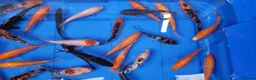 Koi Carp fish for sale: 4 to 5 inch Koi Carp mix pond fish in Chorley - Advert 8