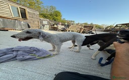 Mixed Breed dogs for sale: Bedlington x whippet Lurcher pups - Image 4