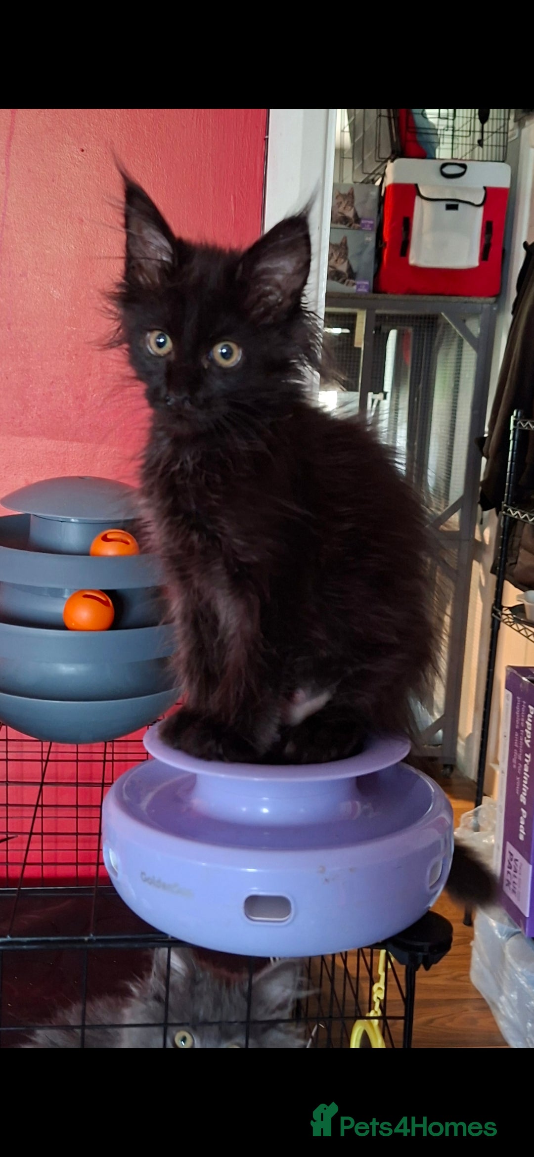 Maine Coon cats XL Pedigree Maine Coon boy in Manchester  - Advert 1