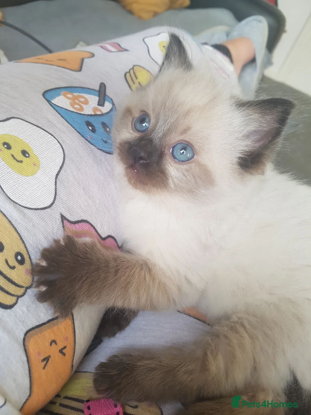 Ragdoll cats for stud: Ragdoll for stud in Peterlee - Advert 6