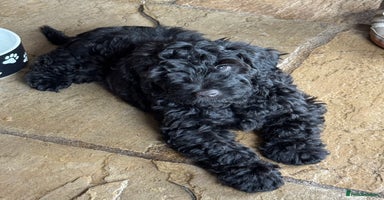 Cockapoo dogs - Advert 2