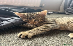 Mixed Breed cats for sale: Tigger 2 months old £20  - Image 2
