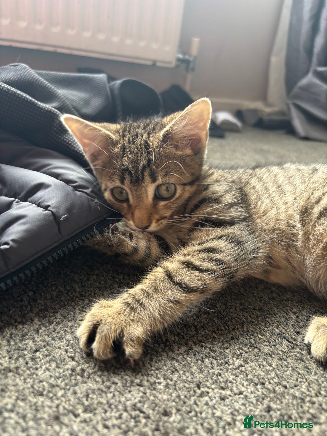 Mixed Breed cats for sale: Tigger 2 months old £20  - Image 2