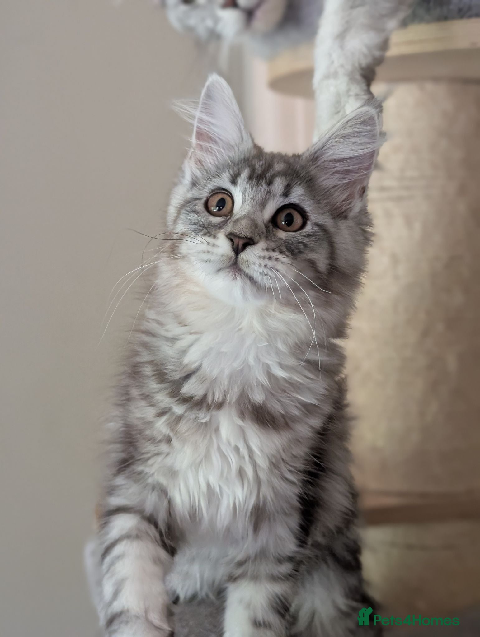 Maine Coon cats Ready now. Tica Registered Maine coon Kittens  - Advert 1
