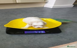 Bichon Frise dogs for sale: Bishon poppy's available  - Image 13