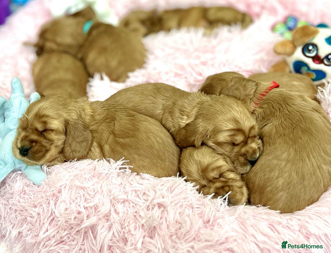 Cocker Spaniel dogs for sale: Top Quality KC Show Cockers FN PRCD-PRA CLEAR - Image 20