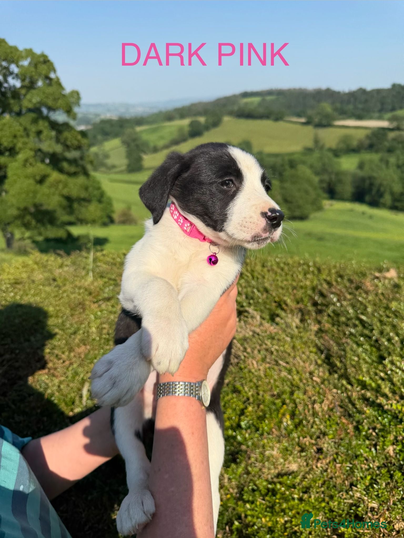Mixed Breed dogs Border Collie Fluffy Puppies - Advert 2