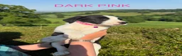 Mixed Breed dogs for sale: Border Collie Fluffy Puppies x Cocker Spaniel - Advert 18