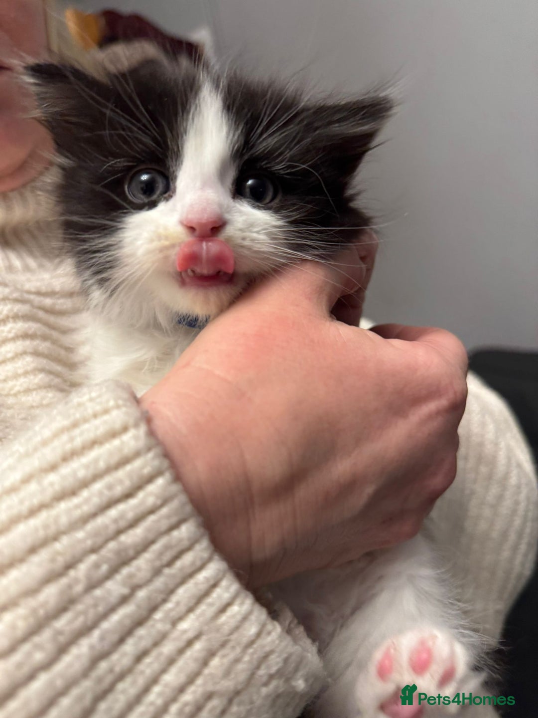 Turkish Angora cats for sale: Turkish Angora cross breed kittens - Advert 17