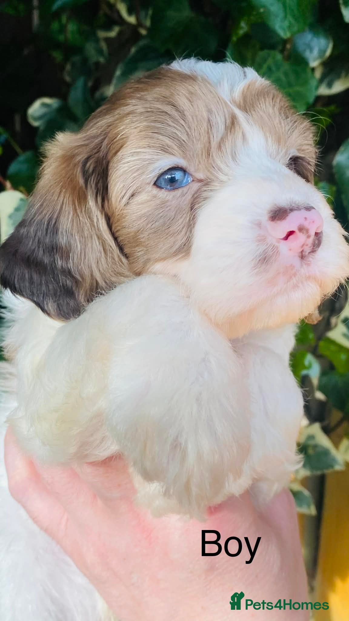 Sproodle dogs 🐶💕Adorable Sprockerpoo Puppies🐶💕 - Advert 2