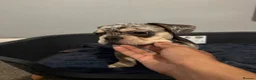 French Bulldog dogs for sale: Last frenchie available!! - Advert 10