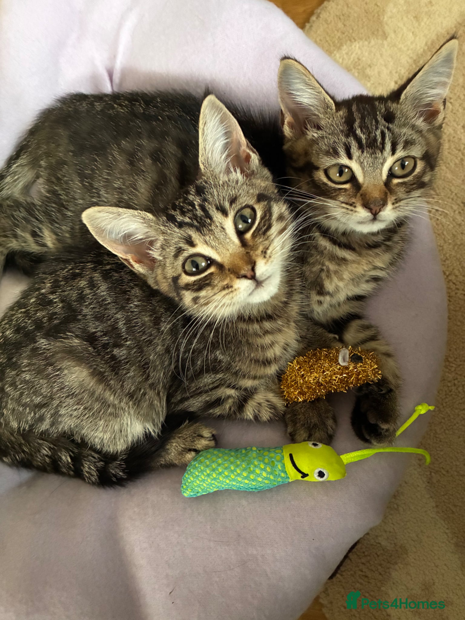 Mixed Breed cats Kittens for sale - Advert 6