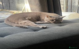 British Shorthair cats for sale: Stunning 2-Year-Old Male Lilac British Shorthair - Image 5