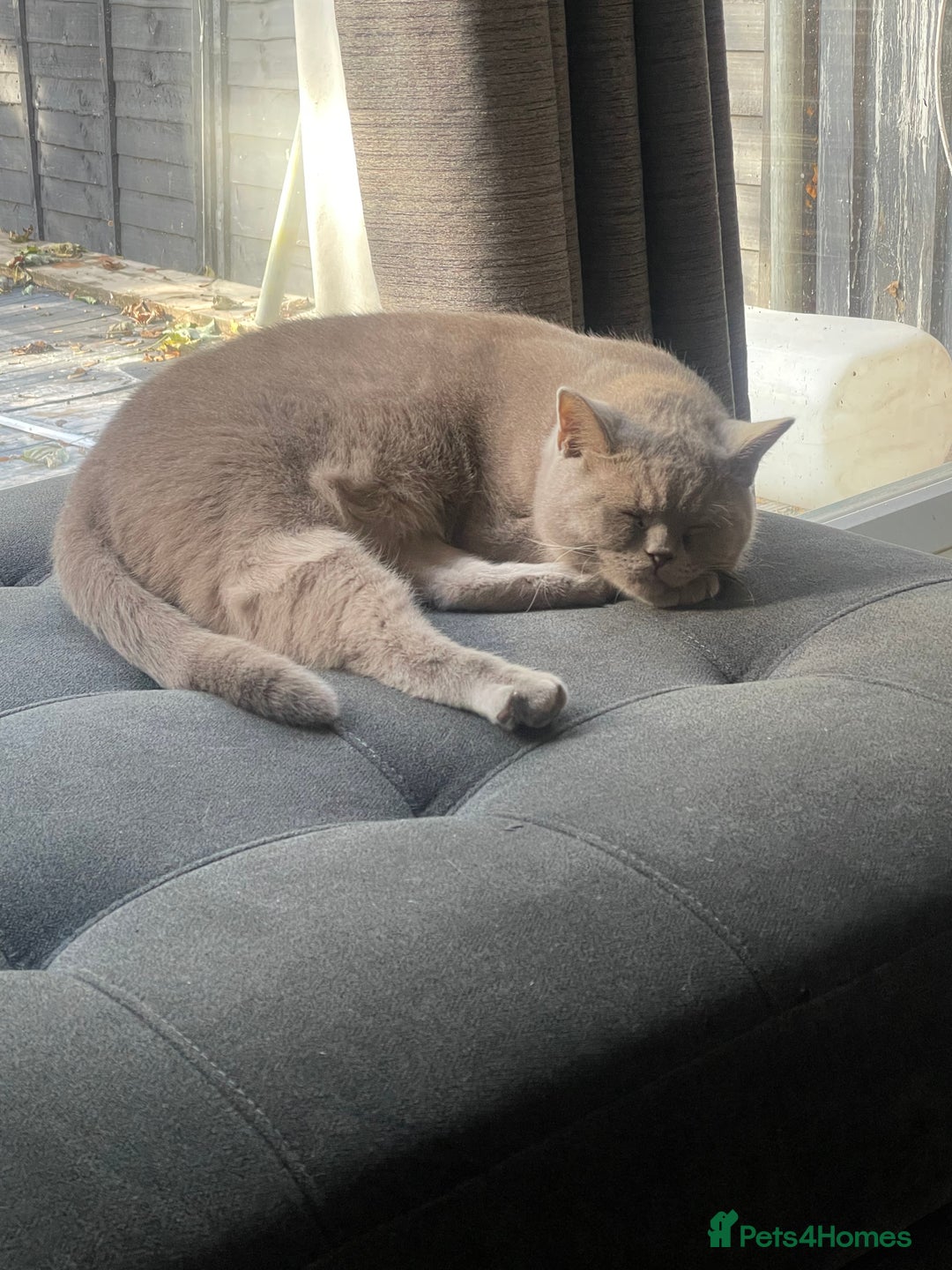 British Shorthair cats for sale: Stunning 2-Year-Old Male Lilac British Shorthair - Image 5