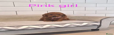 Cockapoo 2