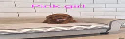 Cockapoo dogs for sale: F1 Cockapoo puppies - Advert 2