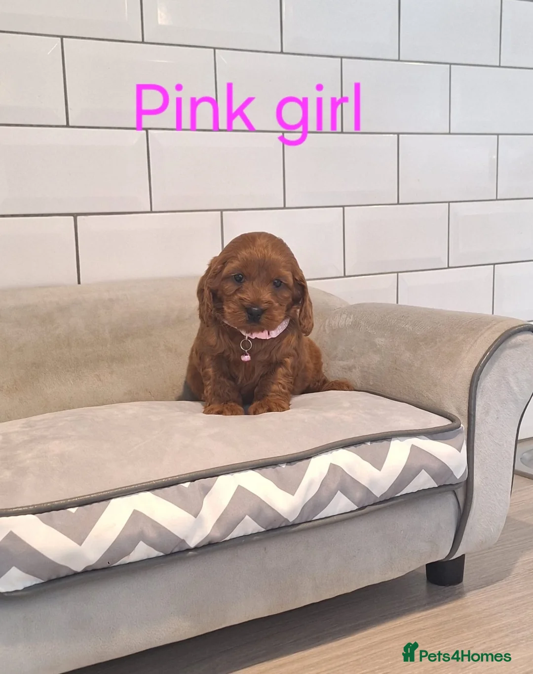 Cockapoo dogs for sale: F1 Cockapoo puppies - Advert 2