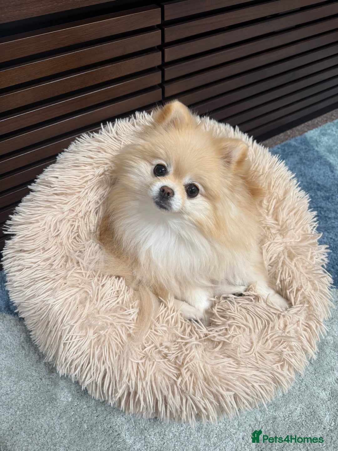 Pomeranian dogs for sale: Gorgeous mini Pom girl - Advert 6