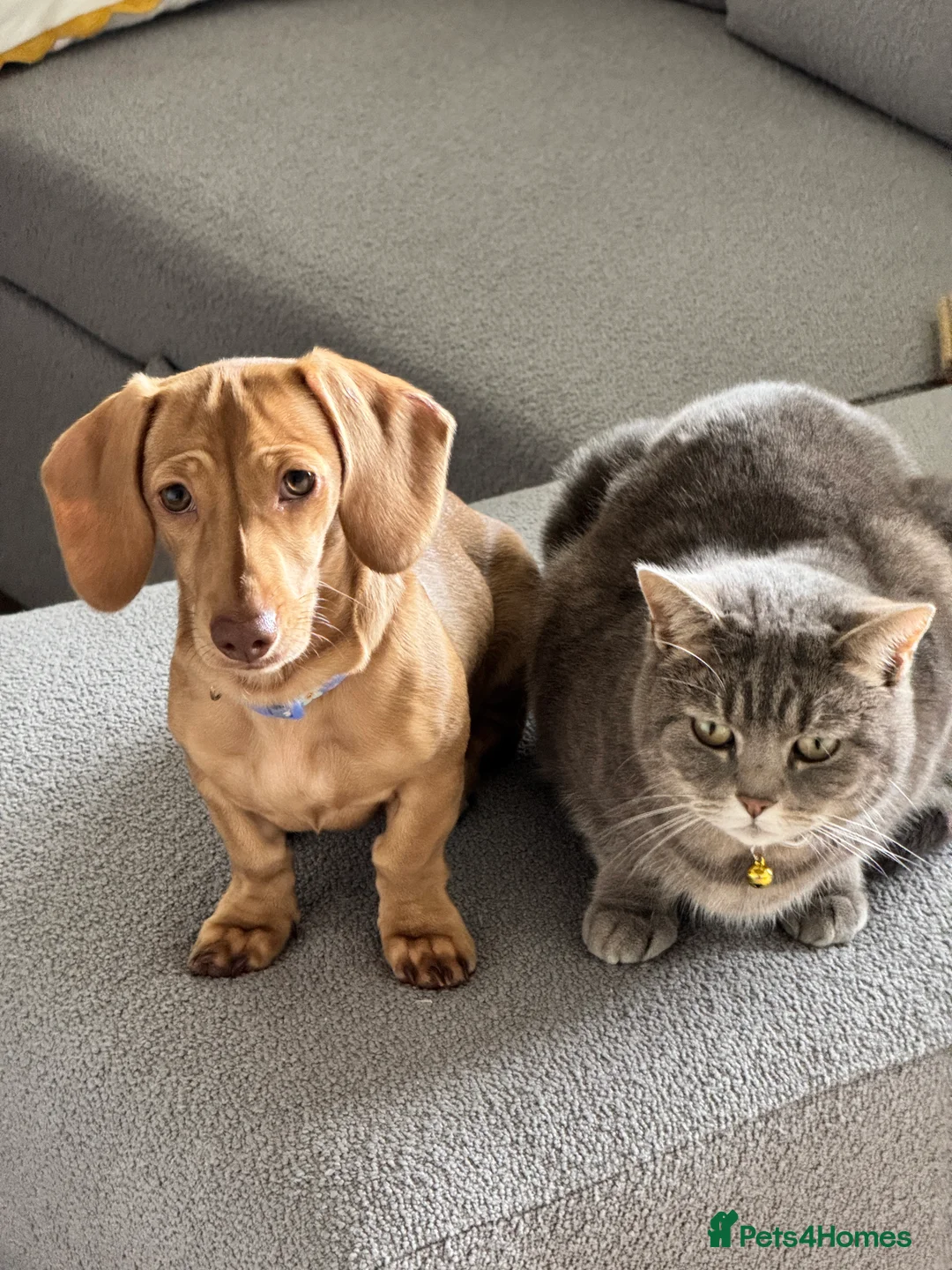 Miniature Dachshund dogs for sale: Maple Miniature Dachshund  - Advert 5