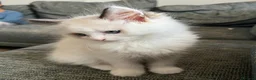 Ragdoll cats for sale: Bicolour ragdoll kittens and mum for sale - Advert 21