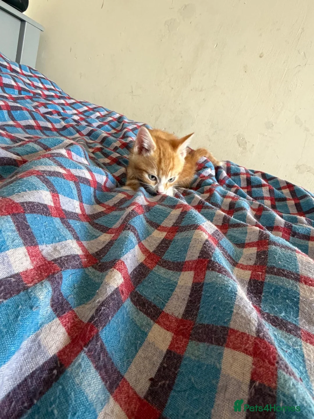 Mixed Breed cats for sale: Kittens  in Birmingham - Advert 2