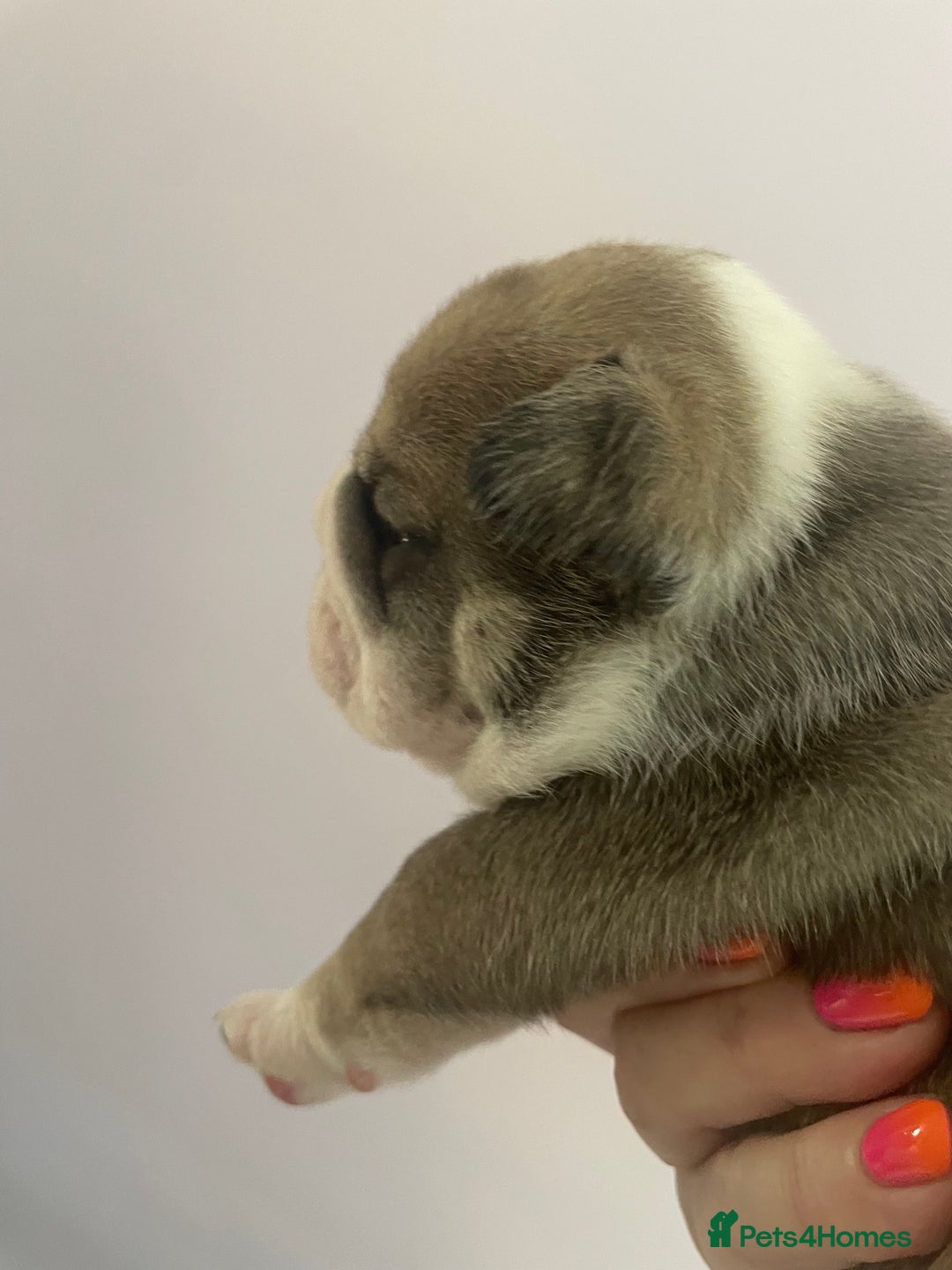 English Bulldog dogs for sale: 4 KC English Bulldog Puppies  - Image 15
