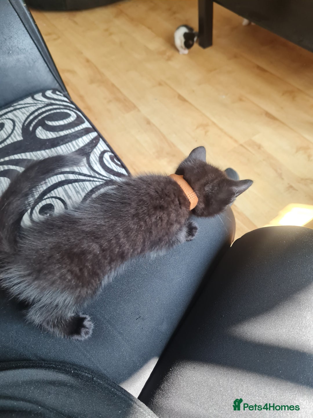 Mixed Breed cats for sale: 3 girls 2 boys kittens ready now  - Image 6