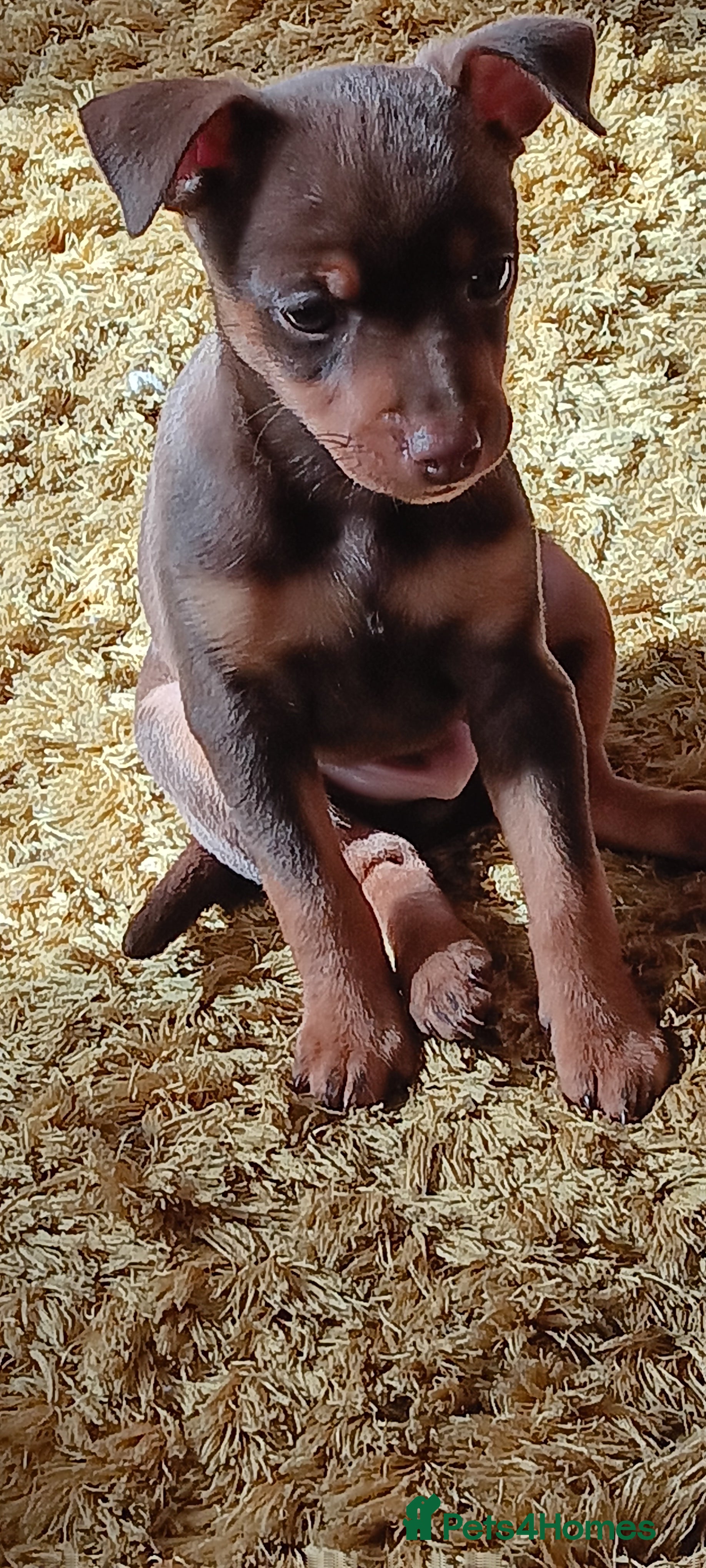 Miniature Pinscher dogs ONLY 1 BOY LEFT Beautiful miniature pinscher  - Advert 10
