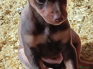 Miniature Pinscher dogs ONLY 1 BOY LEFT Beautiful miniature pinscher - Advert 10