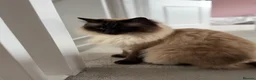 Ragdoll cats for sale: Lovely Affectionate Ragdoll Boy - Advert 4