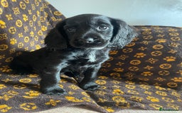 Cocker Spaniel dogs for sale: COCKER SPANIEL GIRLS READY FOR NEW HOMES  - Image 14