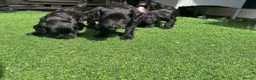 Doxiepoo dogs for sale: 4 beautiful Dacshund cross poodle  - Advert 2