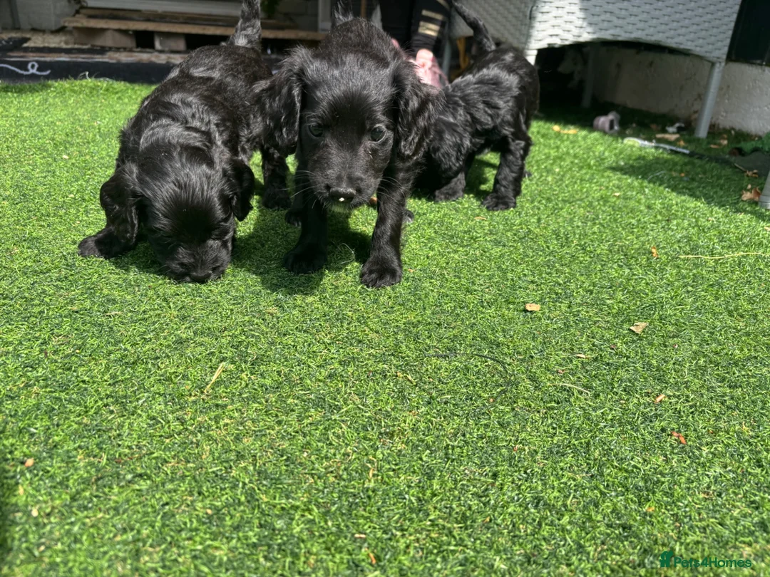 Doxiepoo dogs for sale: 4 beautiful Dacshund cross poodle  - Advert 2