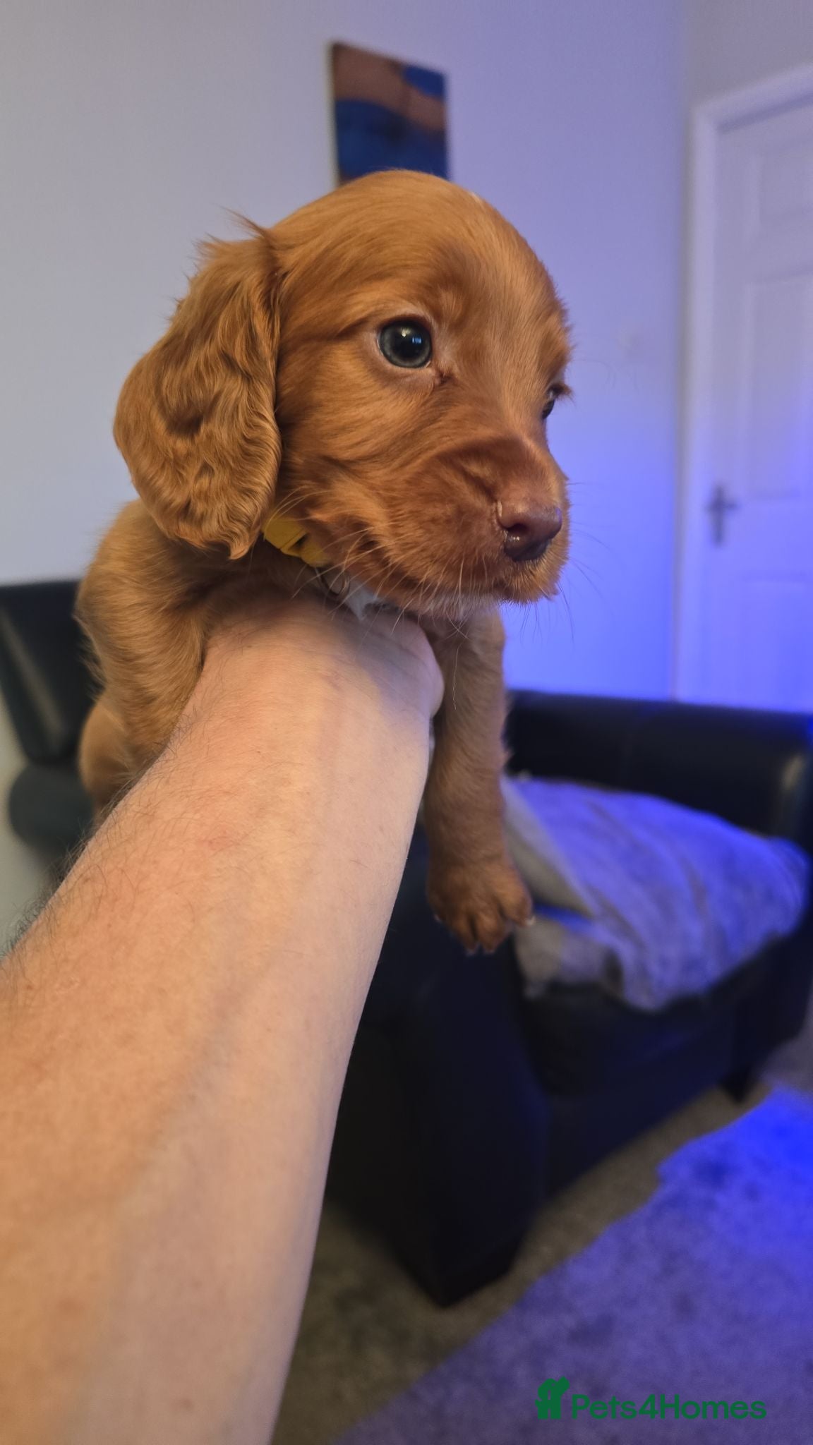 Cocker Spaniel dogs Stunning fox red working cockers - Advert 2