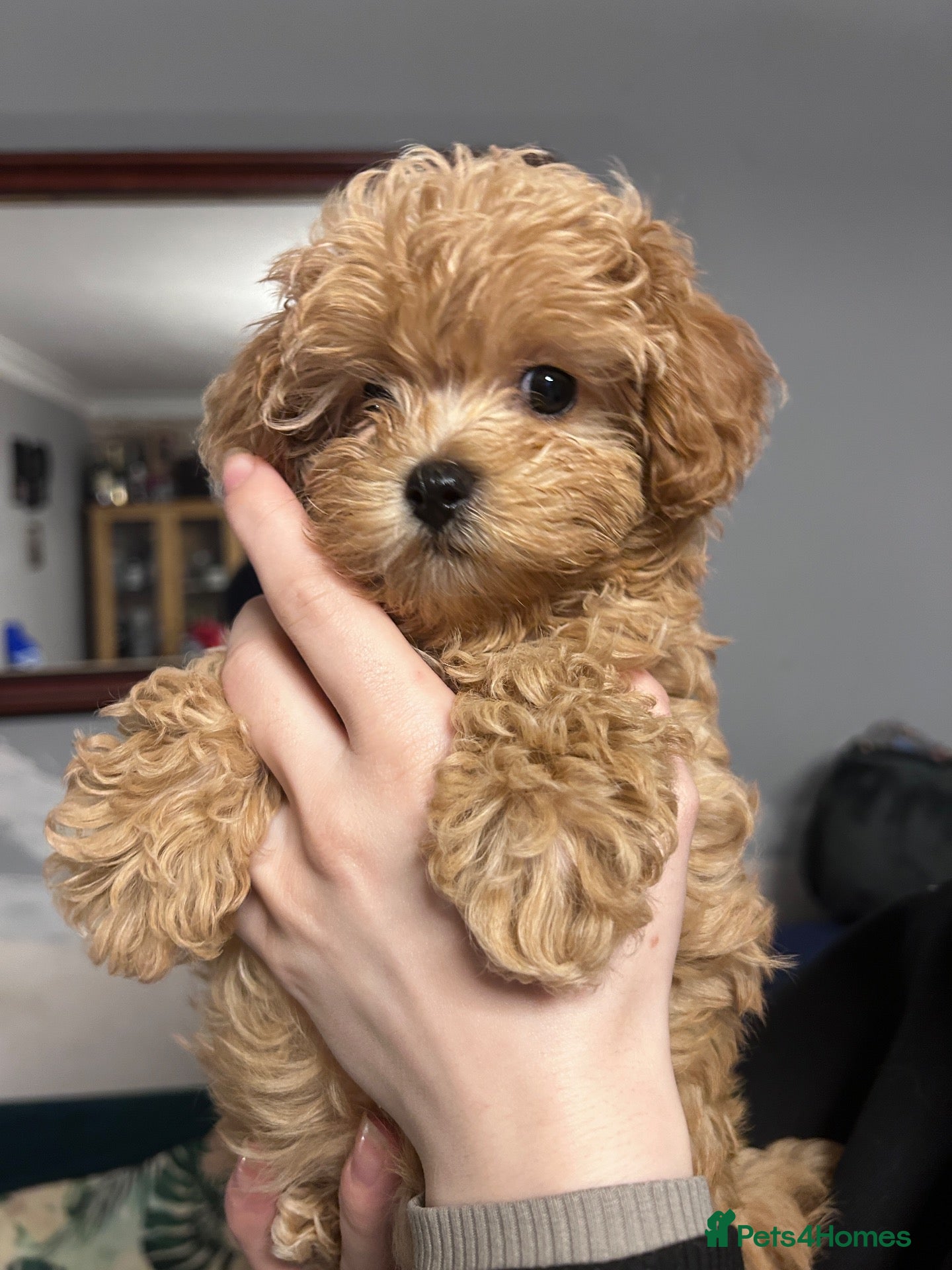 Maltipoo dogs for sale: Beautiful  Maltipoo puppies F1B 🥰 - Advert 20